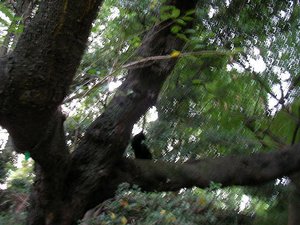 樹の枝に黒猫さんが！