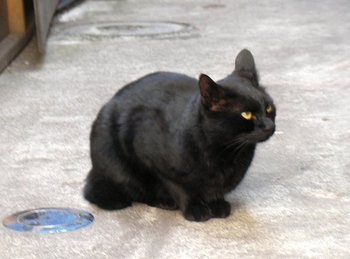 月島の黒猫②